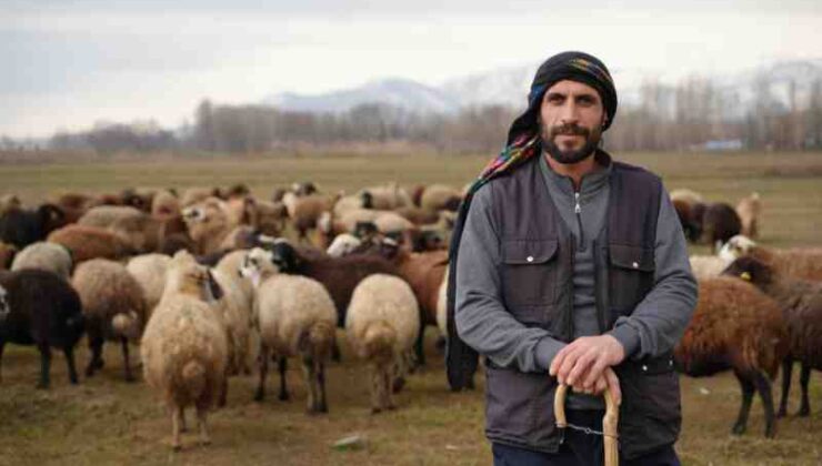 Muş’ta sıcak kış, besicileri sevindirdi