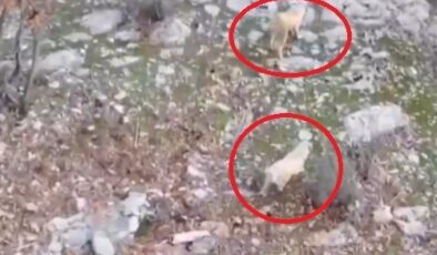 Köpeklerin domuz kovalamacası dron kamerasına yansıdı