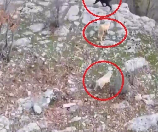 Köpeklerin domuz kovalamacası dron kamerasına yansıdı