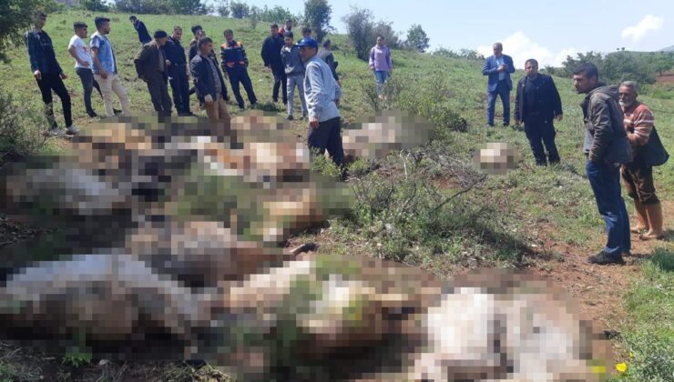 Diyarbakır’da yıldırım düştü, 53 küçükbaş hayvan telef oldu