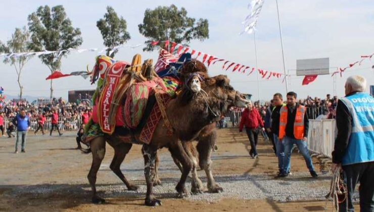 Aydın’da deve güreşleri heyecanı