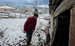 Cide’de kurtlar 25 koyunu telef etti