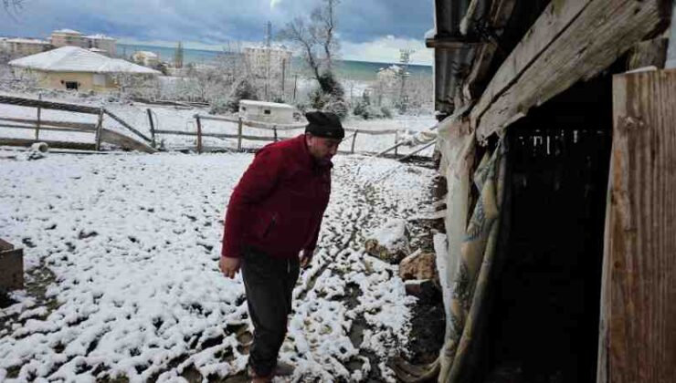 Cide’de kurtlar 25 koyunu telef etti