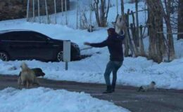 Çobanın cesur kedi kurtarışı