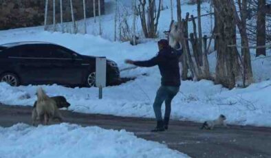Çobanın cesur kedi kurtarışı