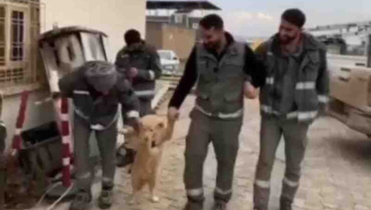 DEDAŞ ekibi köpekle halayı güldürdü