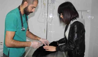 Diyarbakır’da 4 bin kedi köpeğe aşı