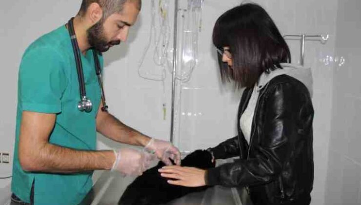 Diyarbakır’da 4 bin kedi köpeğe aşı