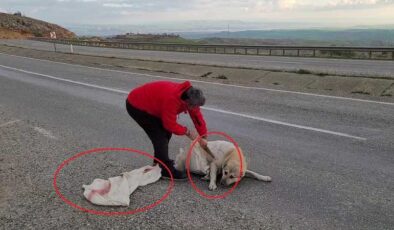 Diyarbakır’da torbada ölüme terk edilen köpek
