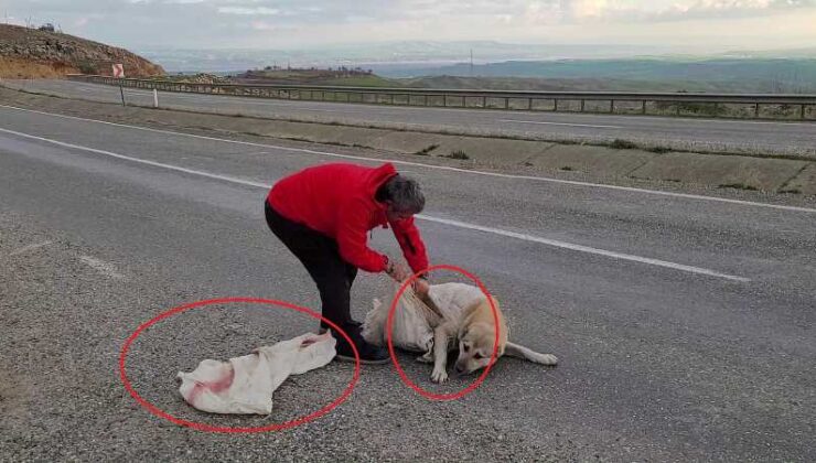 Diyarbakır’da torbada ölüme terk edilen köpek