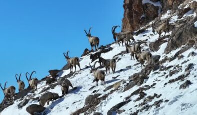Doğa bekçileri yaban hayvanlarını kaçak avcılardan koruma mücadelesi
