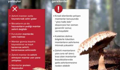 Doğada mantar toplamada doğru bilinen yanlışlar
