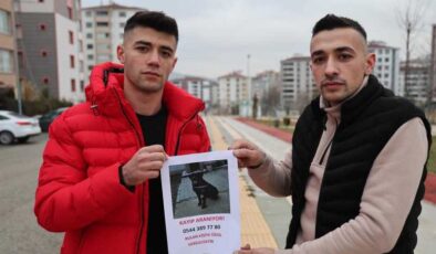 Elazığ’da kayıp köpek aranıyor: bulup getirene para ödülü