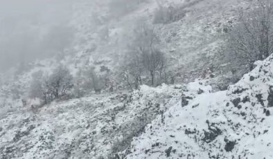 Karlı dağlarda keçilerin yem arayışı