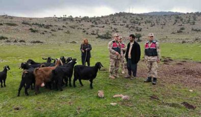 Kaybolan küçükbaş hayvanları jandarma buldu