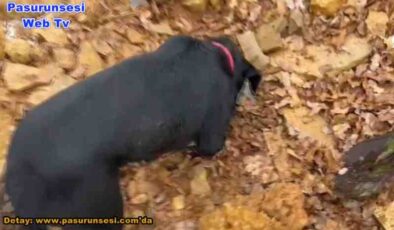 Lice’de 154 kilogram esrar ele geçirildi