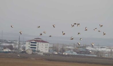 Muş’ta 34 toy kuşu gözlemlendi