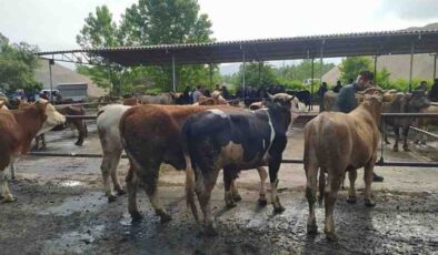 Niksar’da şap alarmı: pazar kapatıldı
