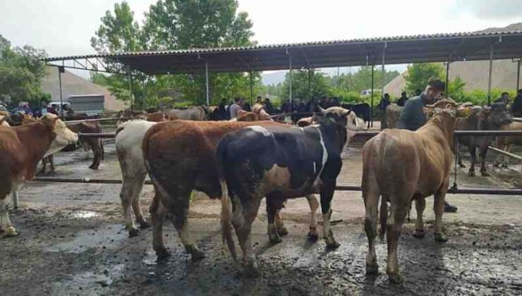 Niksar’da şap alarmı: pazar kapatıldı