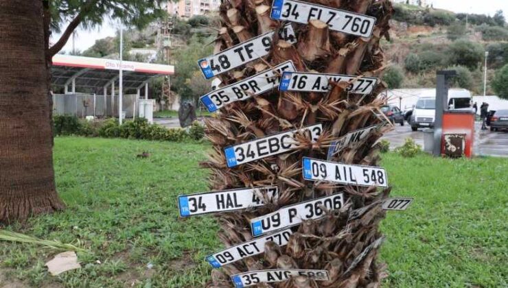 Plakaları süsleyen ağaç: Dilek değil gerçek