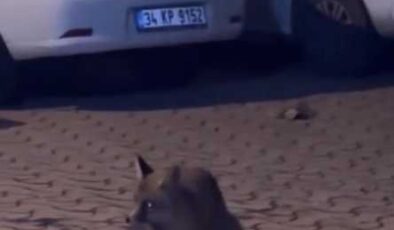 Şehre inen tilki, ıslıkla çağrıldı