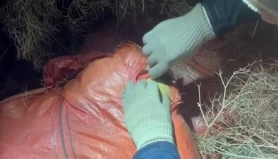 Van’da dev uyuşturucu operasyonu: 1 ton 262 kilo