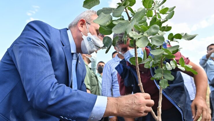 28 bin ağaçlık fıstık aşılama kampanyası başladı