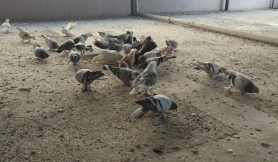 Diyarbakır’da Güvercin Kültürü ve 600 Yıllık Miras