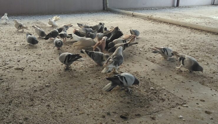 Diyarbakır’da Güvercin Kültürü ve 600 Yıllık Miras