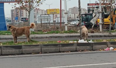 Diyarbakır’da başıboş köpeklerin saldırıları devam ediyor