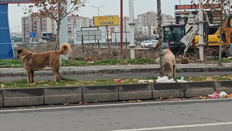 Diyarbakır’da başıboş köpeklerin saldırıları devam ediyor
