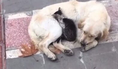 Soğukta dostluk: kedi köpeğe sığındı