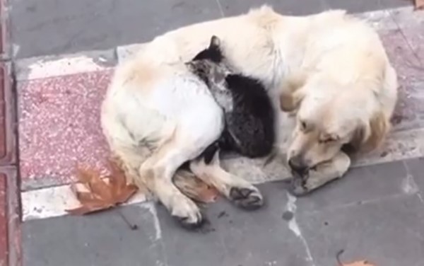 Soğukta dostluk: kedi köpeğe sığındı