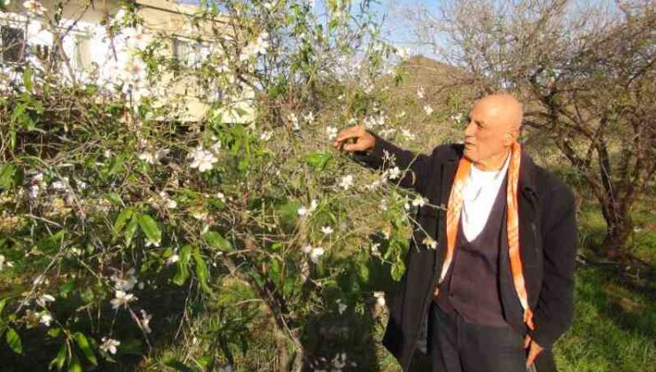 Badem ağaçları çiçek açtı