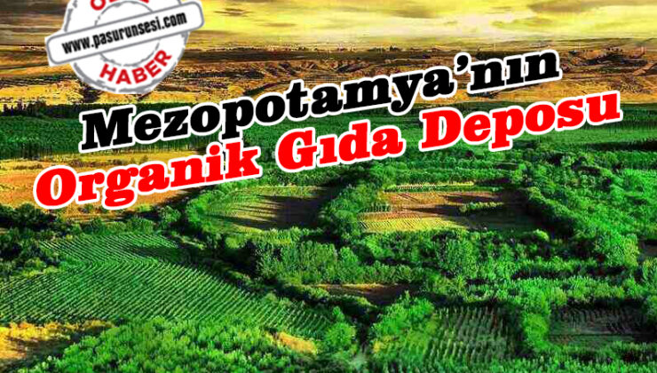 Mezopotamya’nın Organik Gıda Deposu: Hevsel Bahçeleri