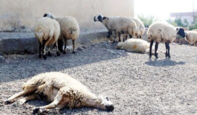 Diyarbakır’ın Eğil İlçesi’nde şarbon salgını iddiası