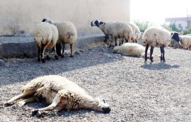 Diyarbakır’ın Eğil İlçesi’nde şarbon salgını iddiası