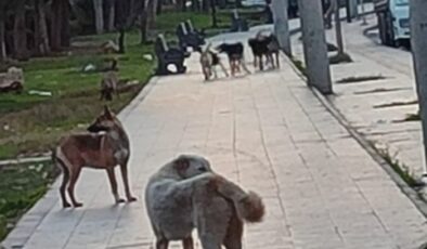 Başıboş  köpekler tehlike saçıyor