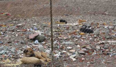 89 kişiye mezar olan Diyar Galeria köpeklerin mekanı oldu