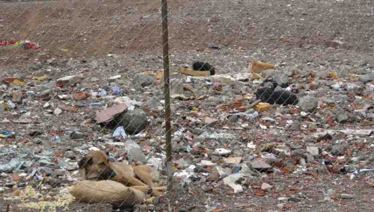 89 kişiye mezar olan Diyar Galeria köpeklerin mekanı oldu