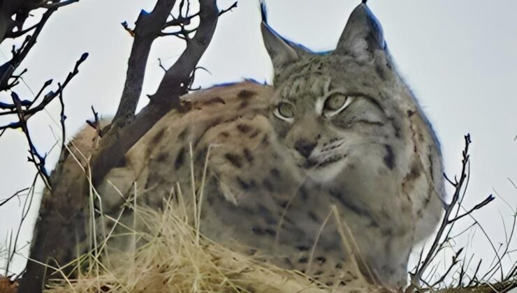 Kırmızı listedeki vaşak fotoğraflandı