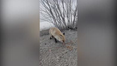 Aç kalan tilkiyi kraker ve sucukla beslediler