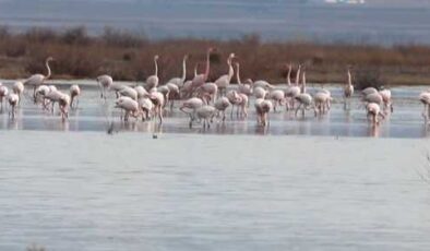 Akgöl’de flamingolar dans ediyor