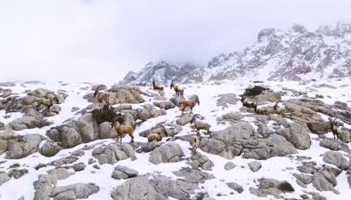 Aladağlar’ın yaban hayatı keşfi