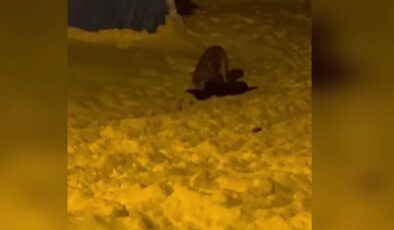 Ardahan’da kurt ile köpeğin soğuk savaşı