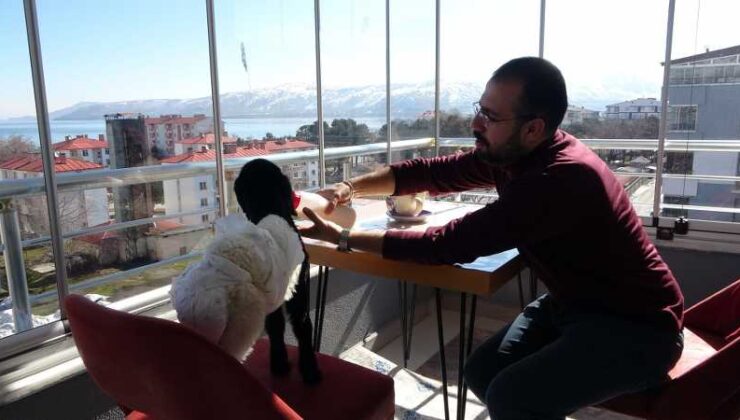 Bebek gibi bakılan kuzu, evin yıldızı oldu
