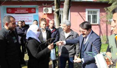 Beşiri’ye yeşil dokunuş: ücretsiz fidanlar