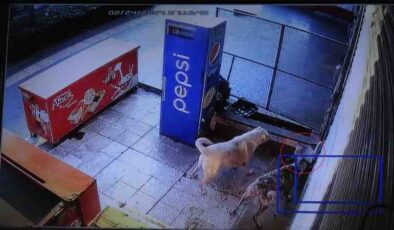 Diyarbakır’da kedinin, köpeklerden zekice kaçışı