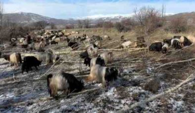Erzincan’da keçiler kavak kabuğuyla besleniyor