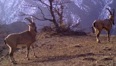 Fotokapanlardan gelen anlık görüntülerle kaçak avlanmayla mücadele